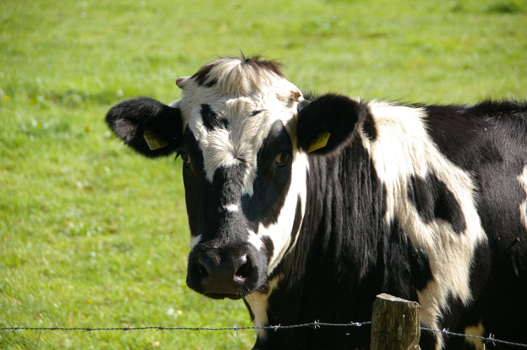 Sahiwal Premium Cow