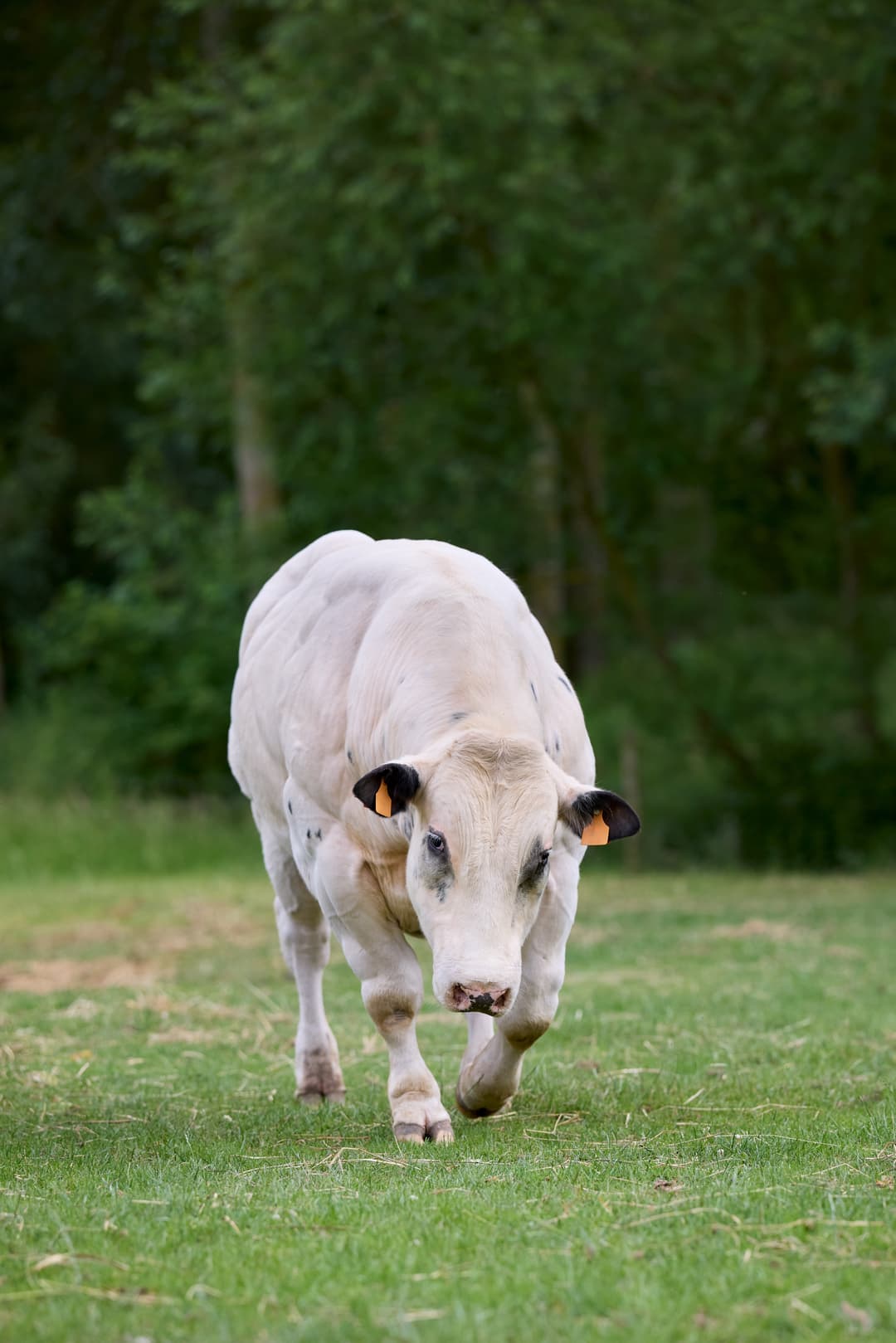 Jamunapari Goat