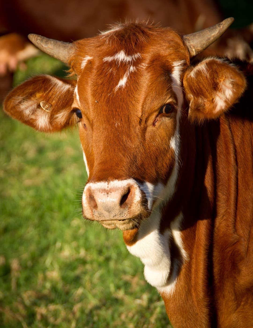 Deshi Shahi Cow